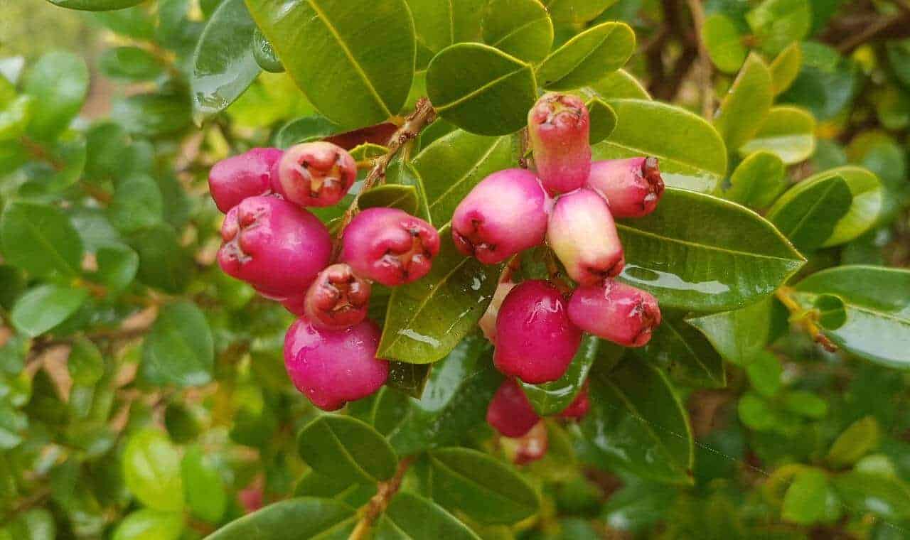 Lilli Pilli (Brush Cherry)