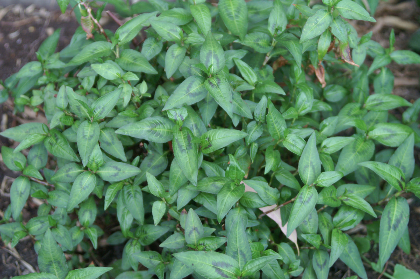 Mint (Vietnamese)