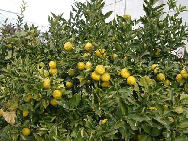 Yuzu citrus
