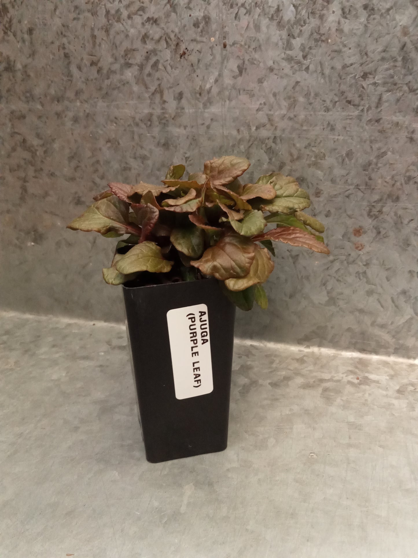 Ajuga (Purple Leaf)