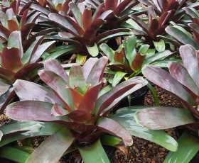Bromeliad (Silver Plum)