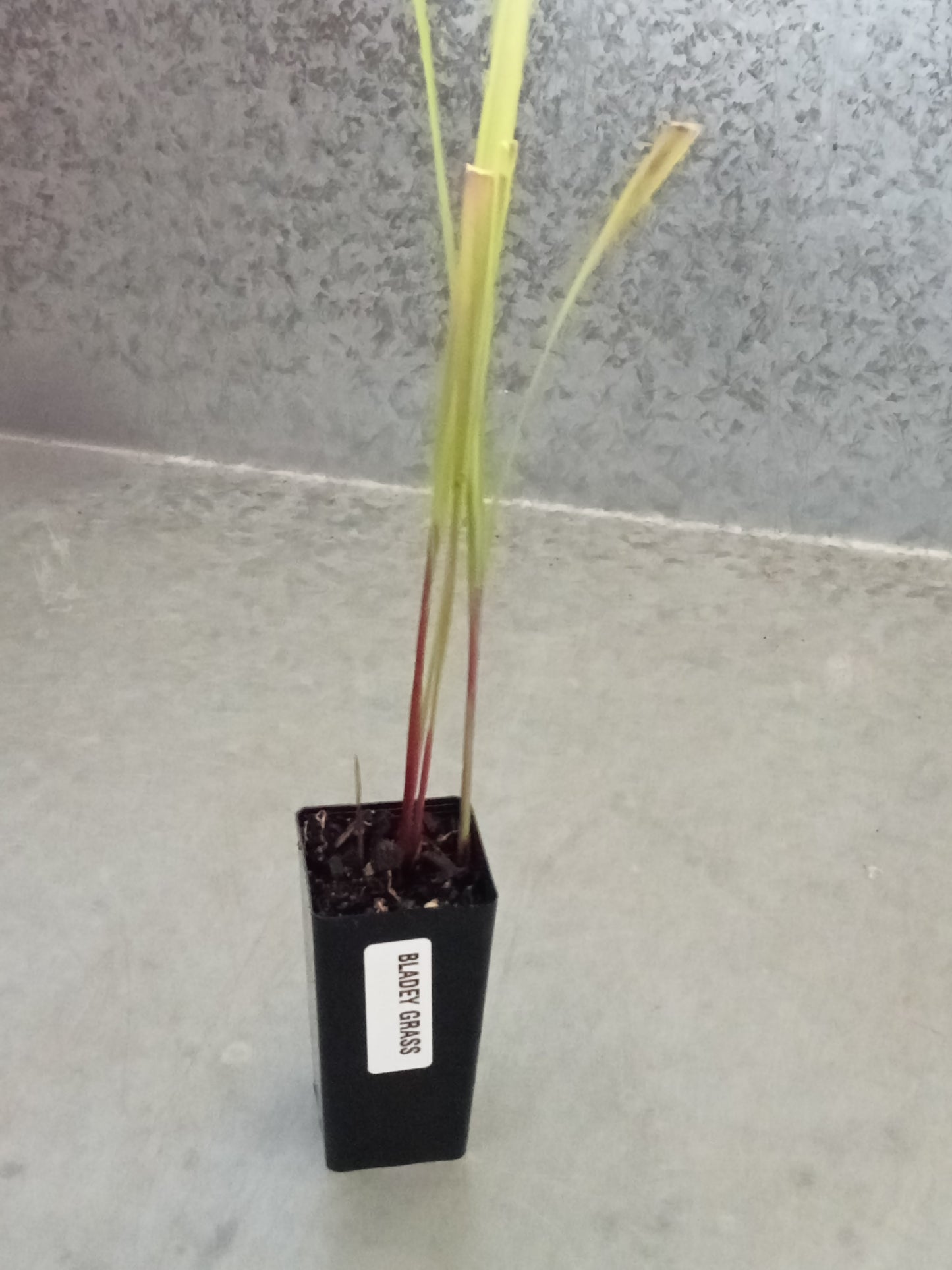 Bladey Grass