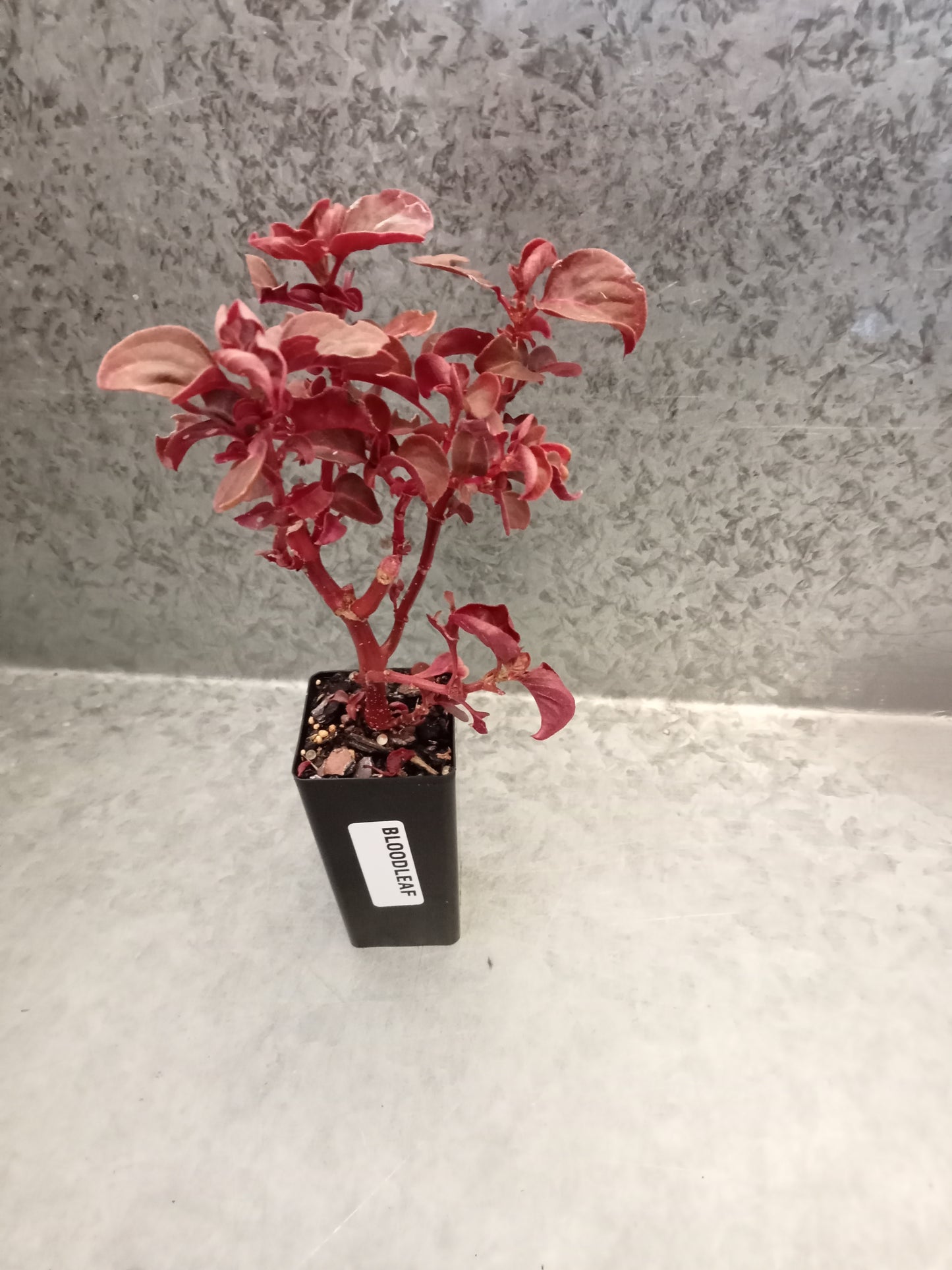 Bloodleaf
