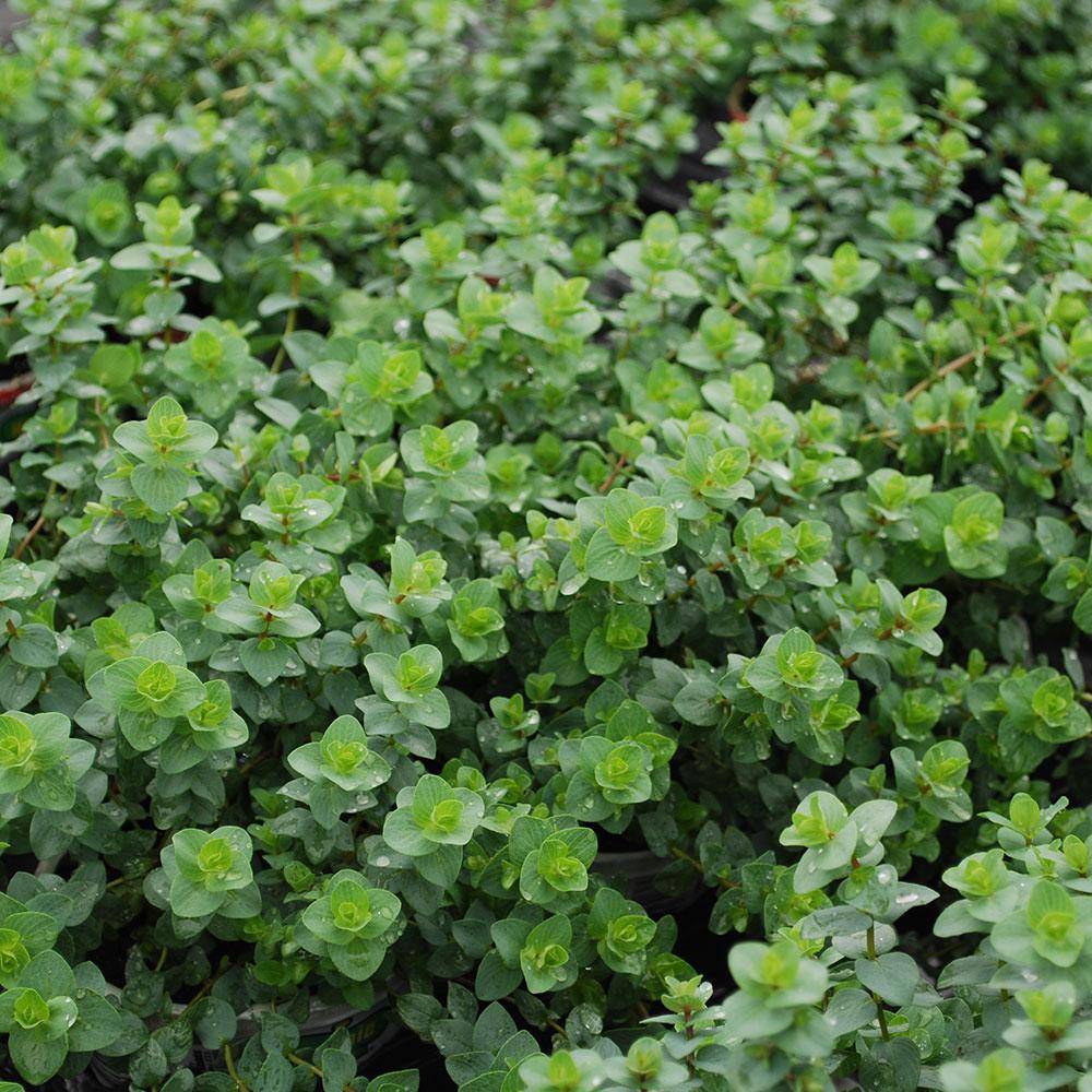 Oregano (Common)