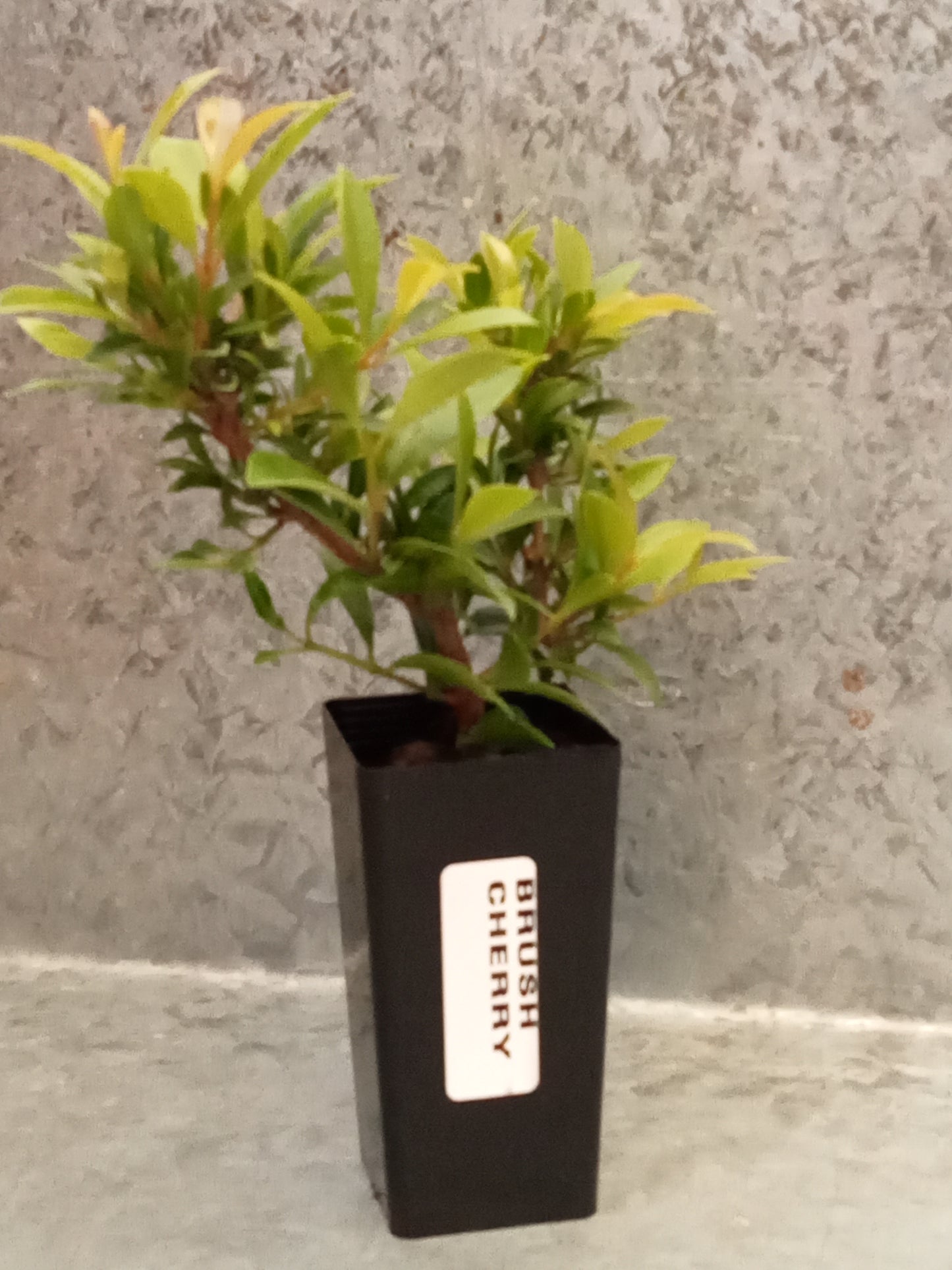 Lilli Pilli (Brush Cherry)