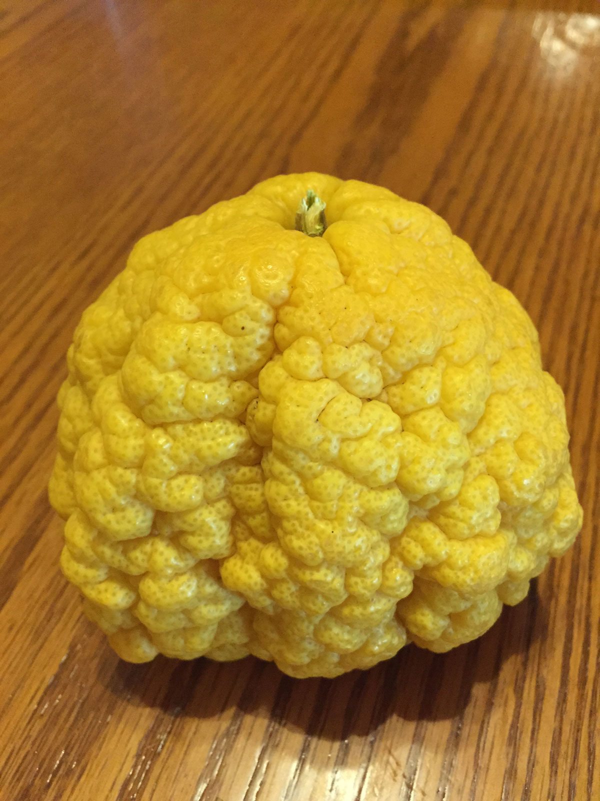 Lemon (Bush)