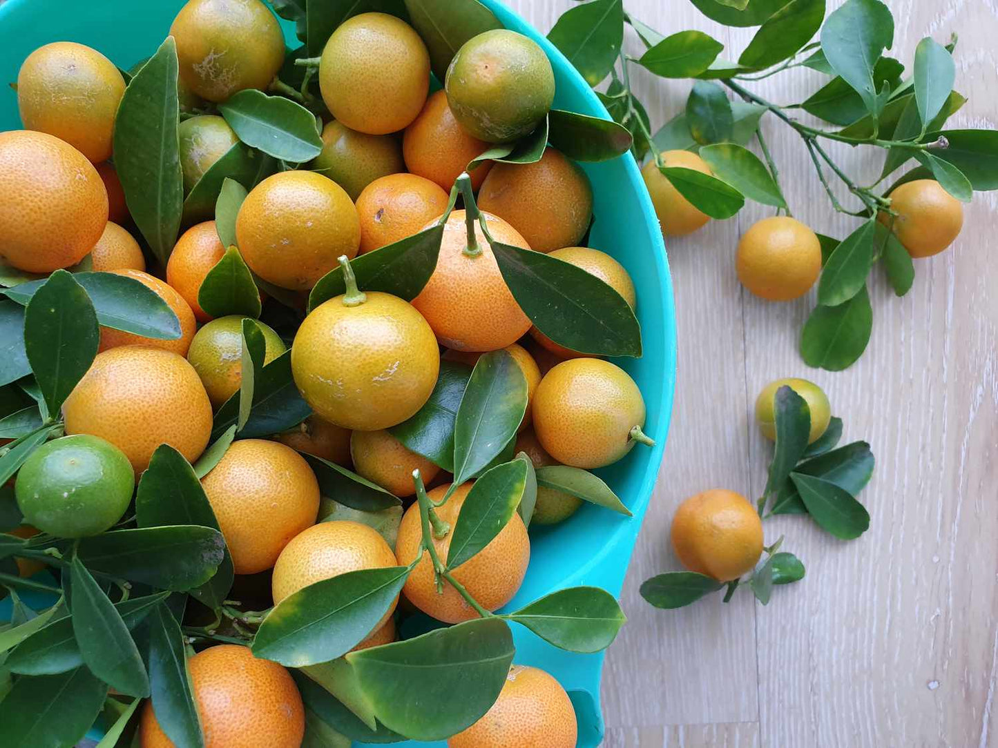 Lime (Calamansi)
