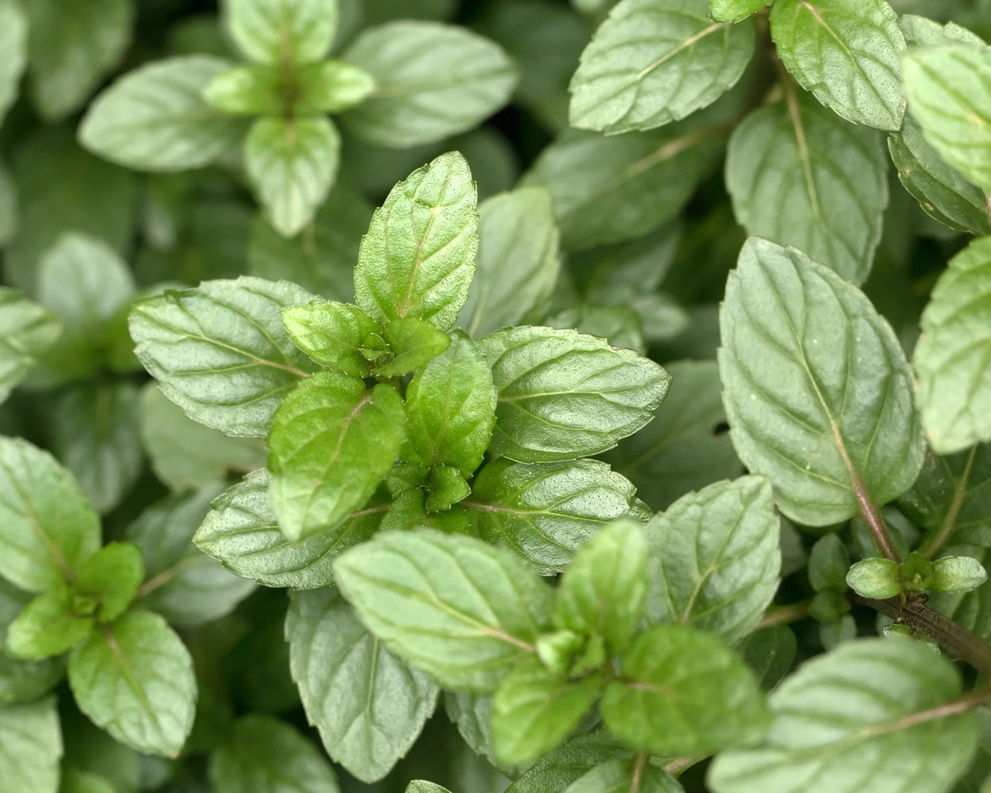 Mint (Chocolate)