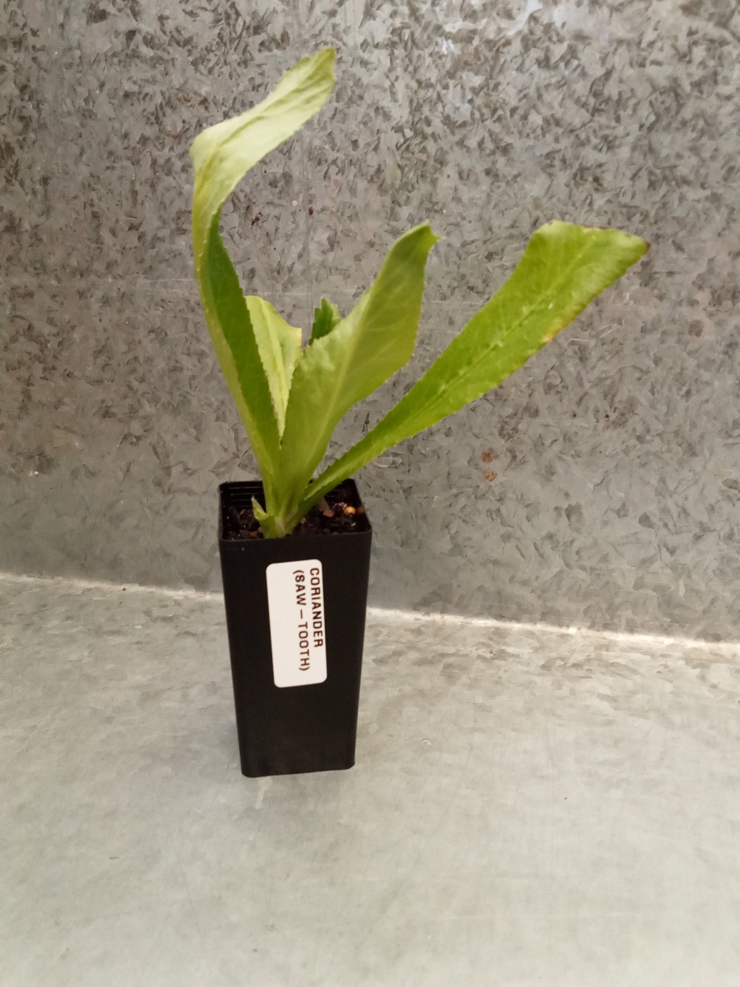 Coriander (Sawtooth)
