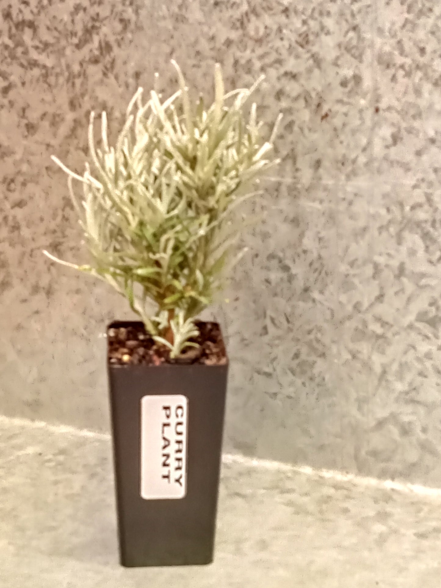 Curry Bush