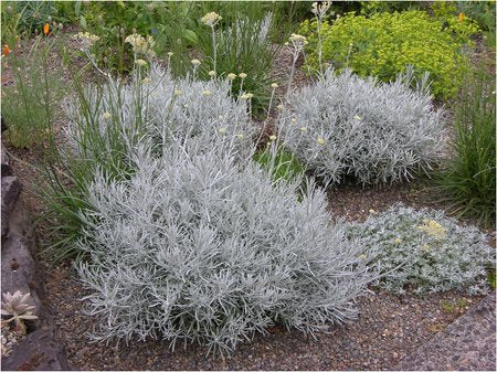 Curry Bush