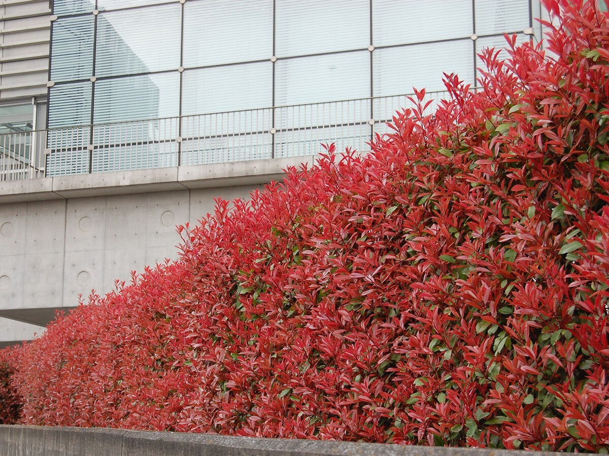 Photinia (Red Robin)