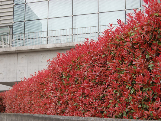 Photinia (Red Robin)