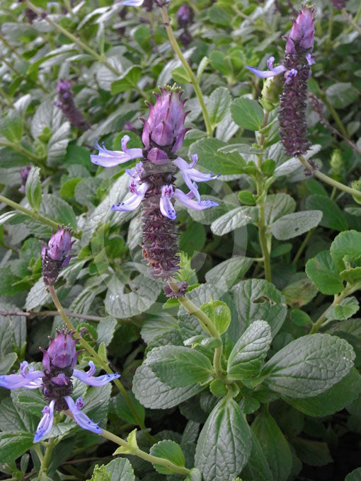 Plectranthus (Dogbane)