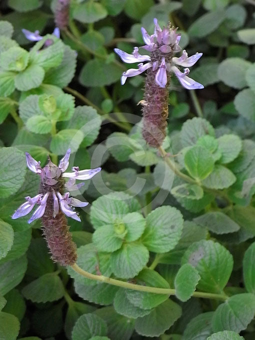 Plectranthus (Dogbane)