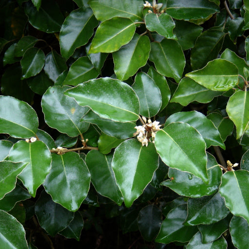 Elaeagnus (Broad Leaf)