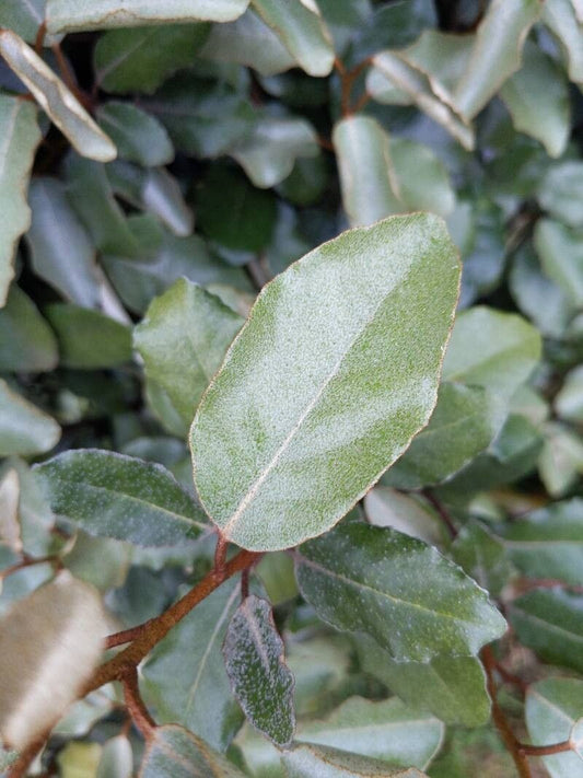 Elaeagnus (Broad Leaf)