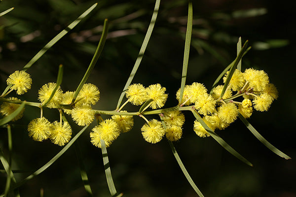 Wattle (Slender)