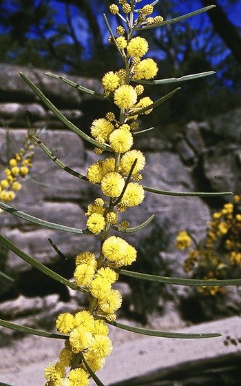 Wattle (Slender)