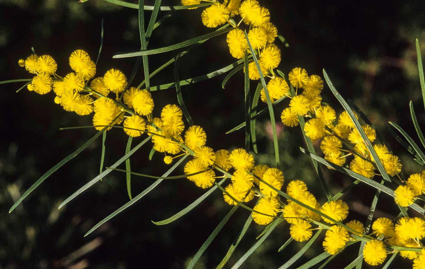 Wattle (Slender)