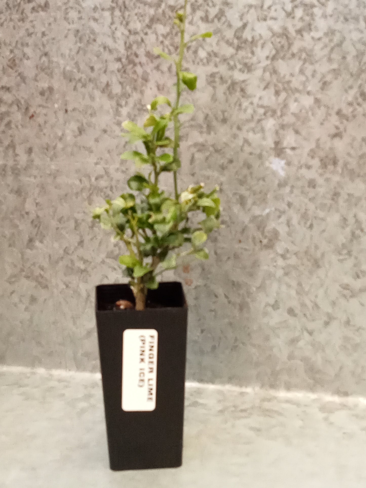Lime (Finger Lime -Pink Ice)