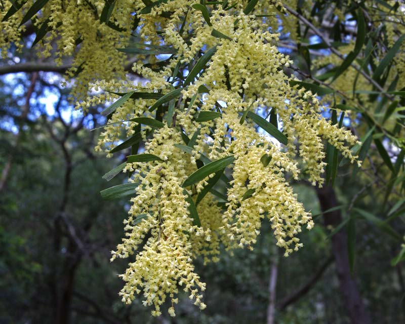 Wattle (White Sally)