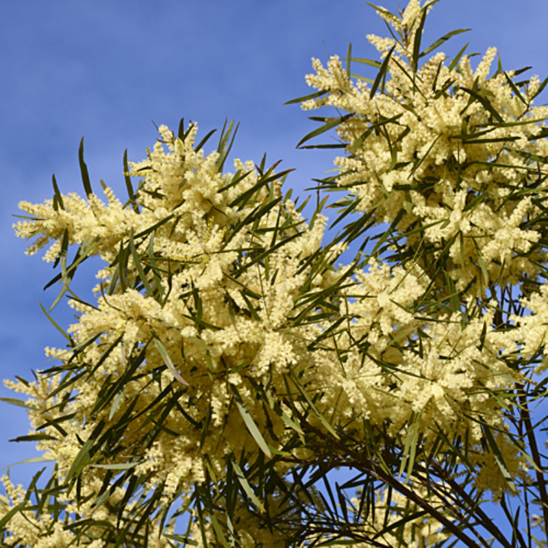 Wattle (White Sally)