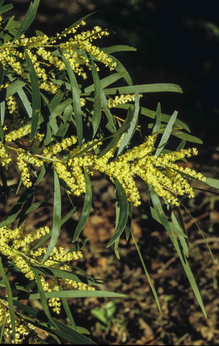 Wattle (White Sally)