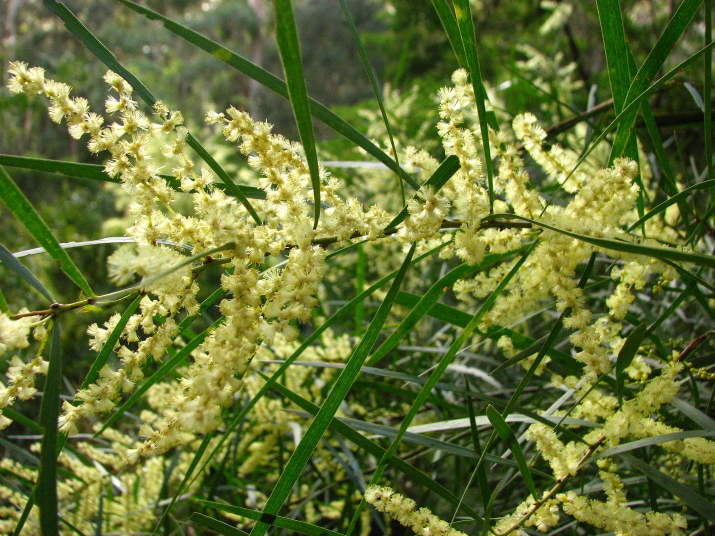 Wattle (White Sally)