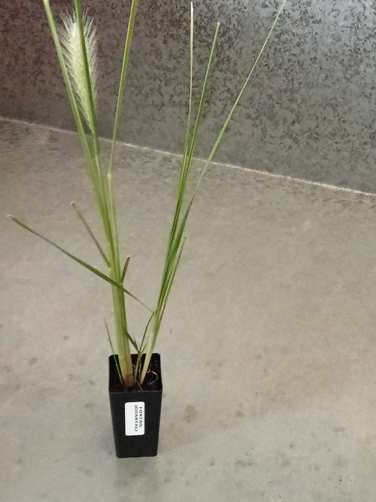 Foxtail (Coastal Swamp)