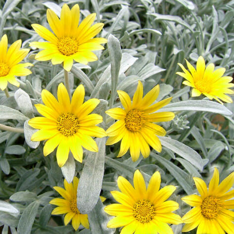 Gazania (Silver Leaf)