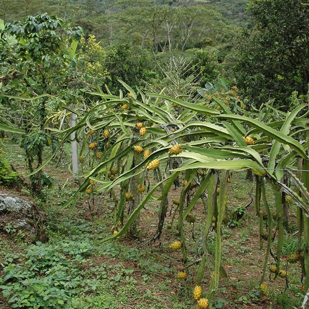 Dragon fruit (Yellow)