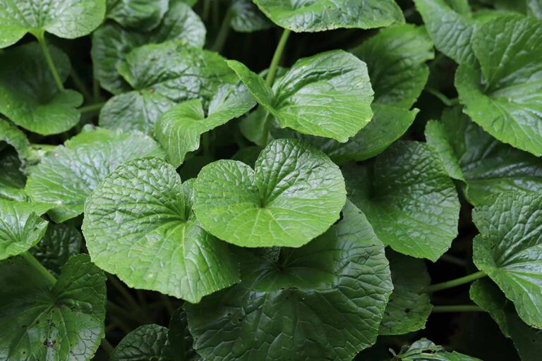 Gotu kola