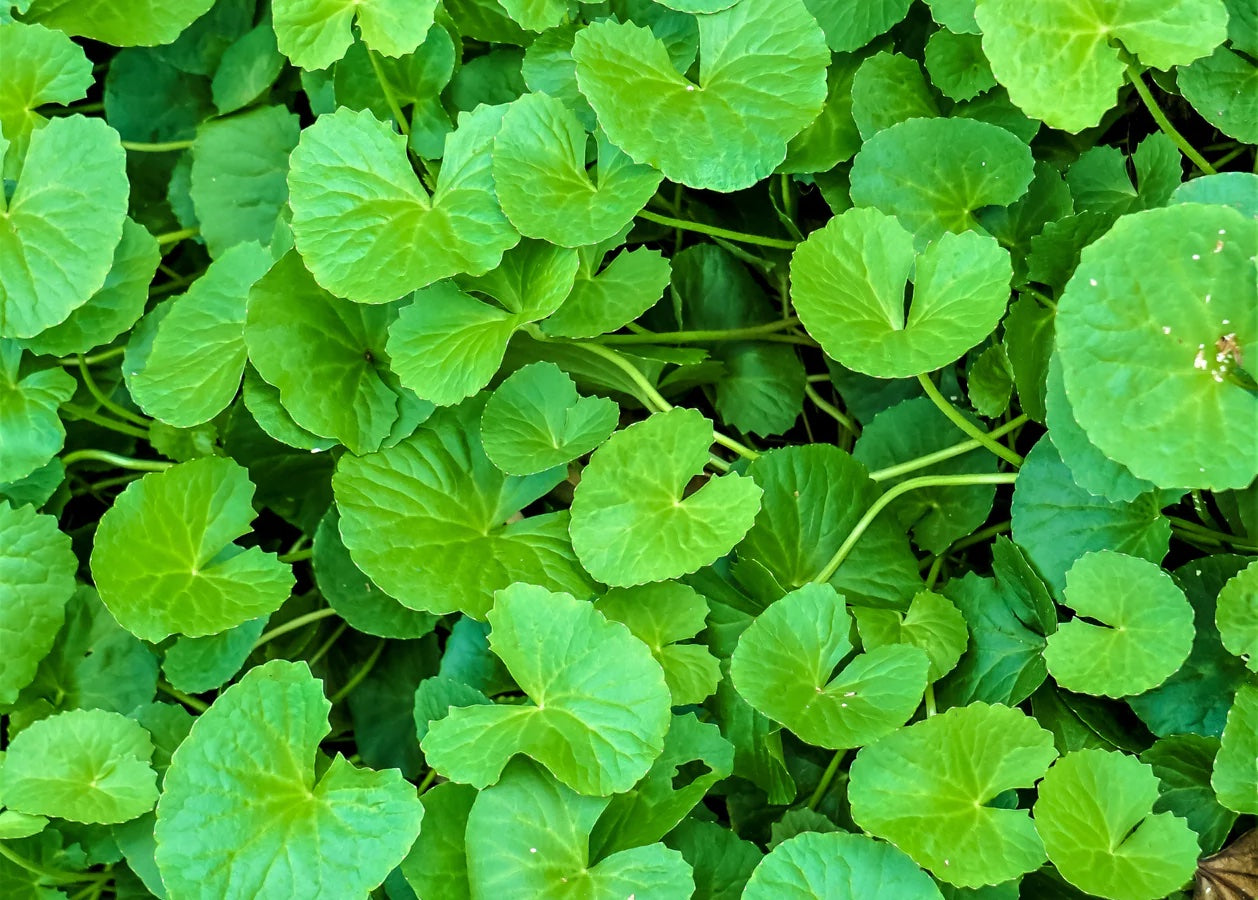 Gotu kola