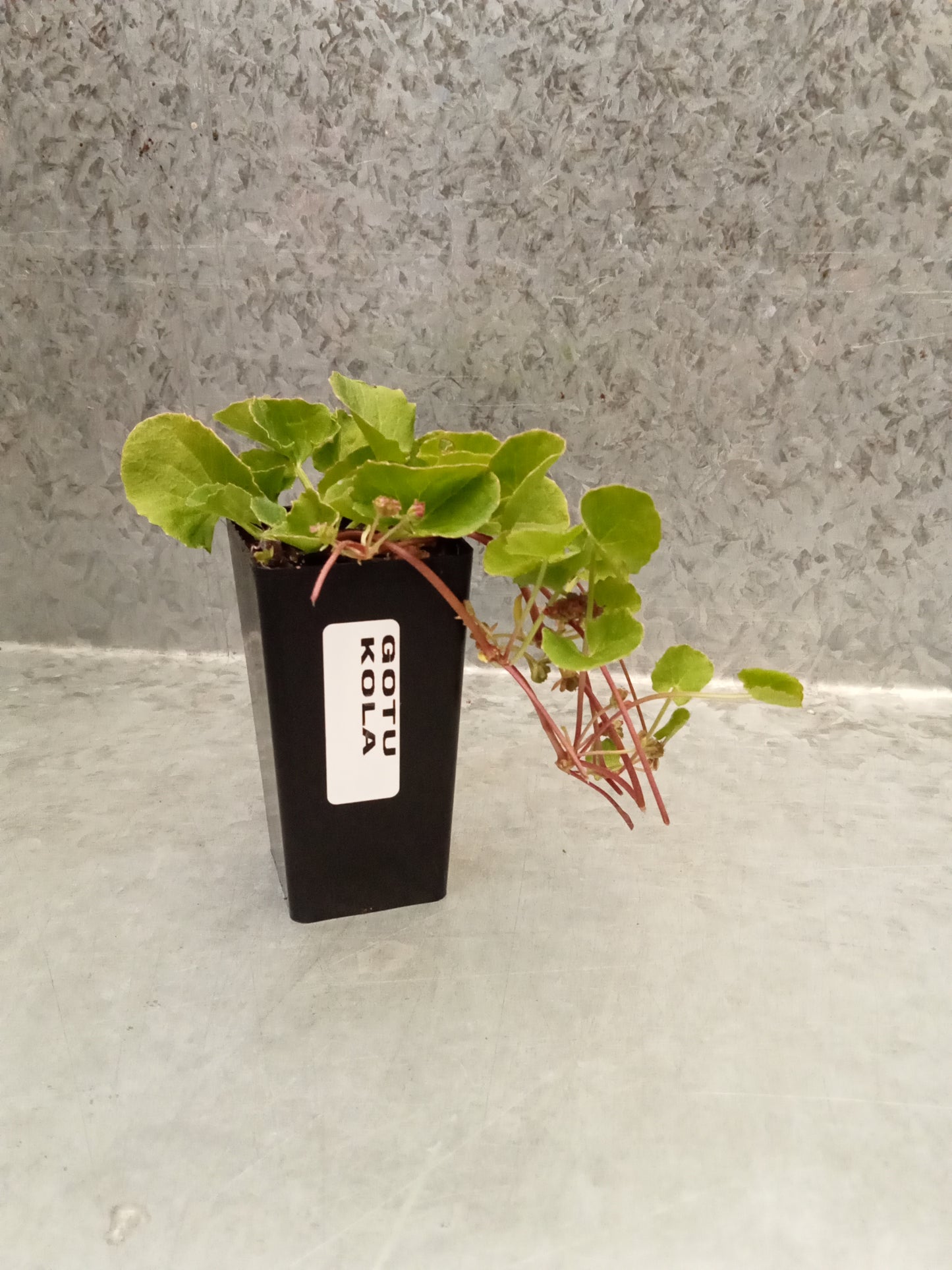 Gotu kola