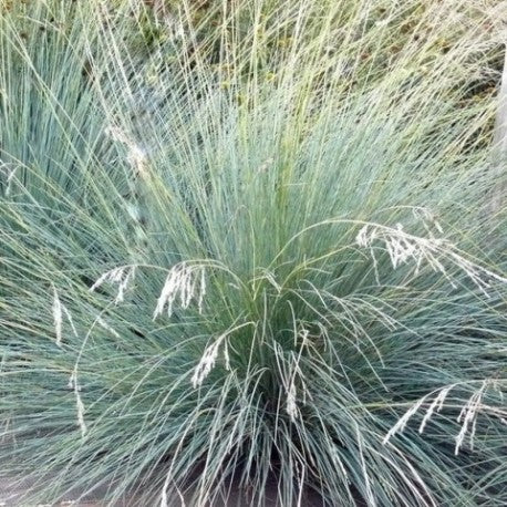 Tussock Grass (Common)