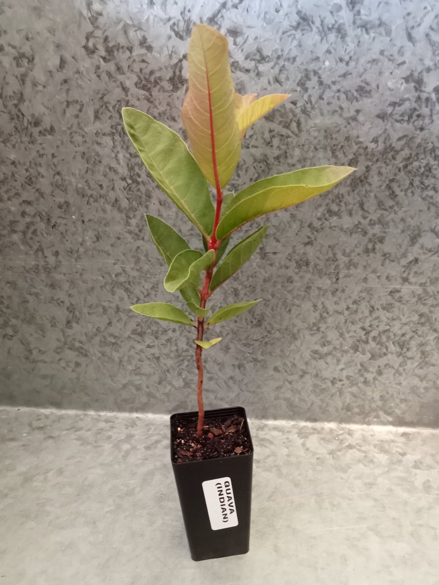 Guava (Indian)