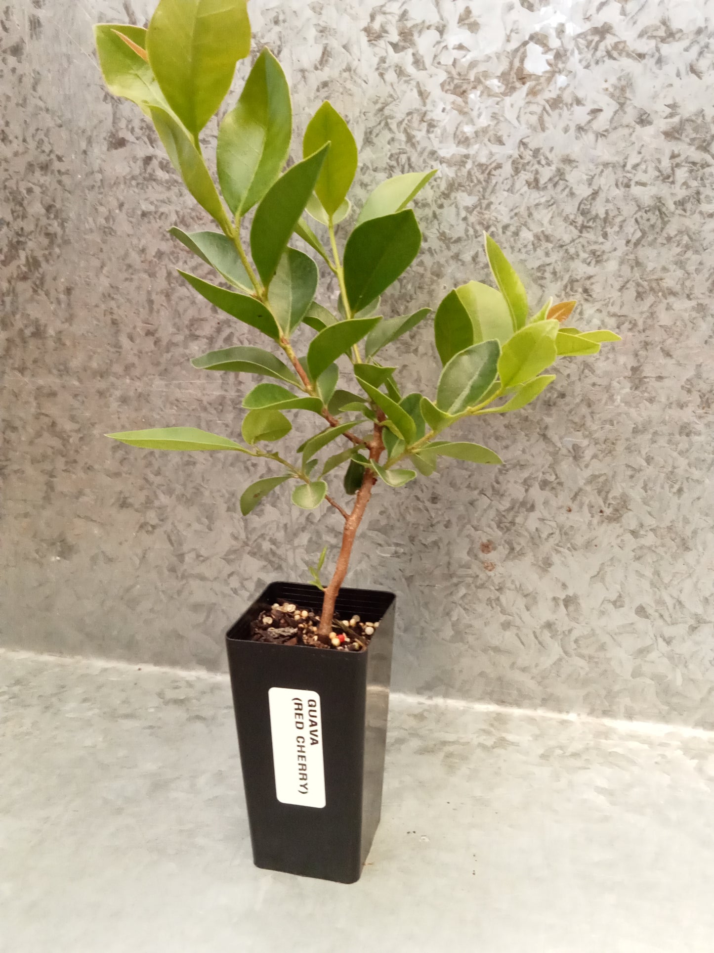 Guava (Red Cherry)