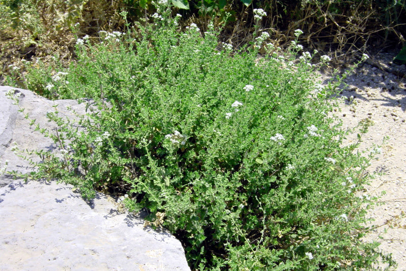 Oregano (Hot and Spicey)