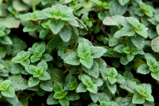 Oregano (Hot and Spicey)