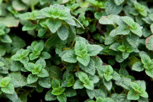 Oregano (Hot and Spicey)