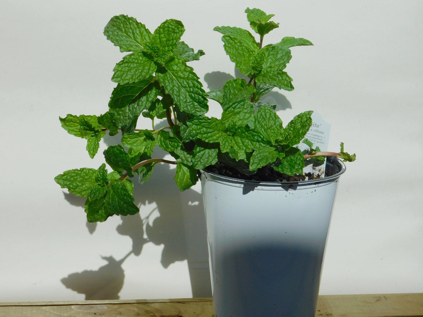 Mint (Mojito)