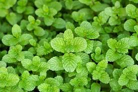 Mint (Common Garden)