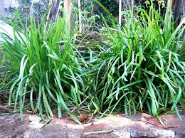 Chives (Garlic)