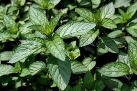 Mint (Chocolate)