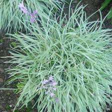 Society garlic (Variegated)