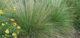 5 PACK Tussock Grass (Common). Only $3.95 per plant.
