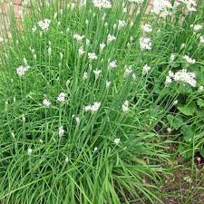 Chives (Garlic)