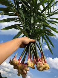 Ginger (Edible)