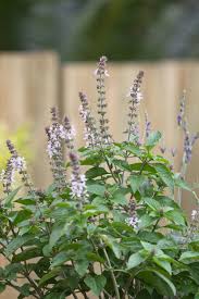 Basil (Perennial)